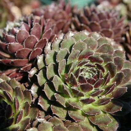 Sempervivum 'Pilioseum'  - Pilioseum Hens and Chicks