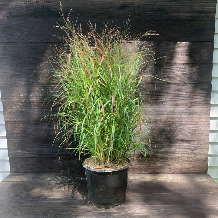 Panicum virgatum 'Shenandoah'  - Shenandoah Switch Grass