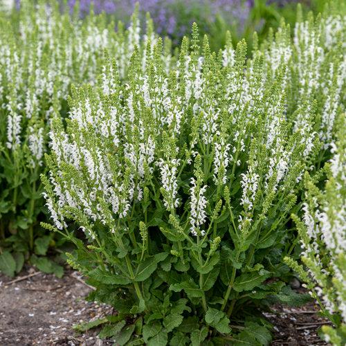 Salvia nemorosa ‘White Profusion’  - White Profusion Meadow Sage