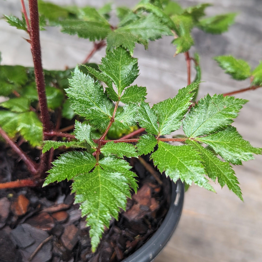 Astilbe chinensis 'Vision in Red'  - Vision in Red Chinese Astilbe