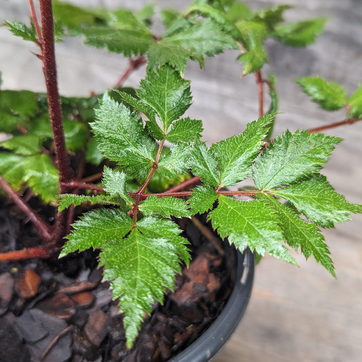 Astilbe chinensis 'Vision in Red'  - Vision in Red Chinese Astilbe
