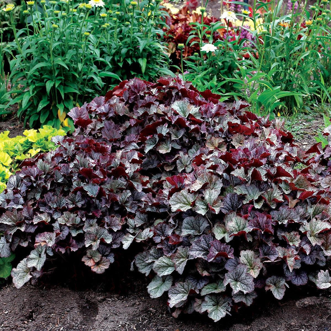 Heuchera x 'TNHEUNES' PP29632  - Northern Exposure™ Silver Heuchera