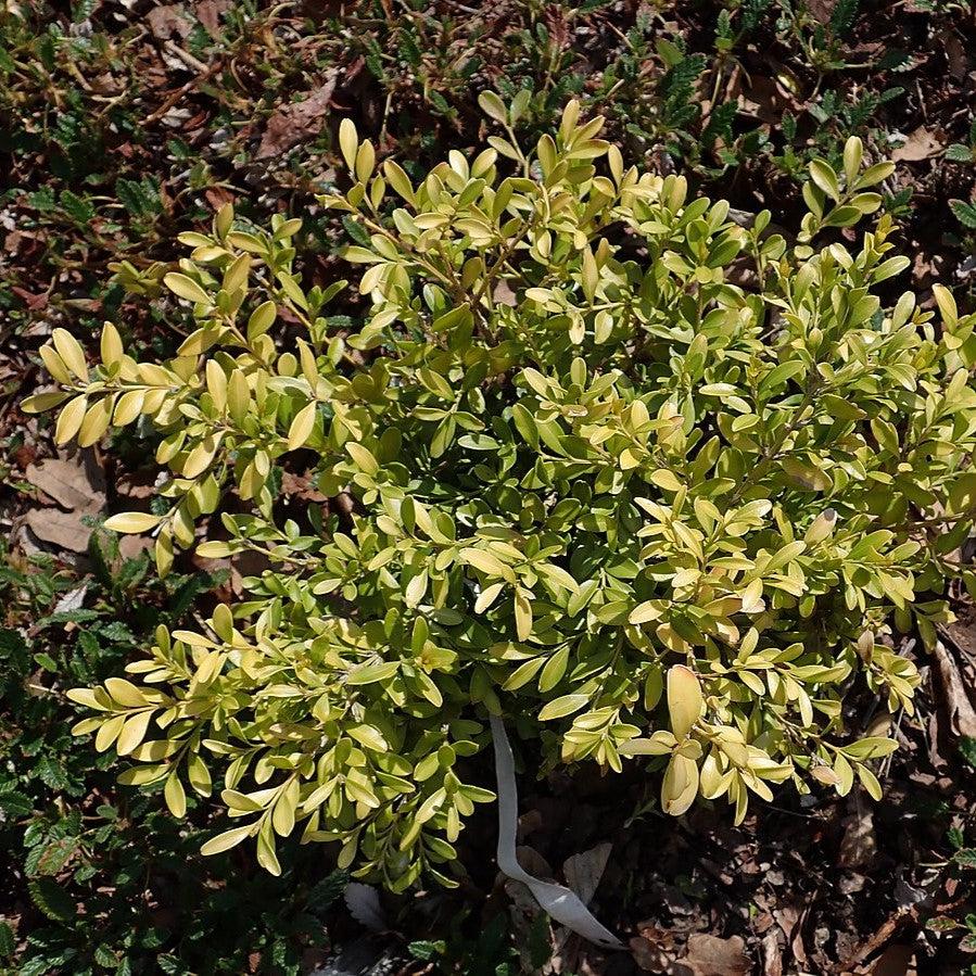 Buxus microphylla 'Tide Hill'  - Tide Hill Boxwood