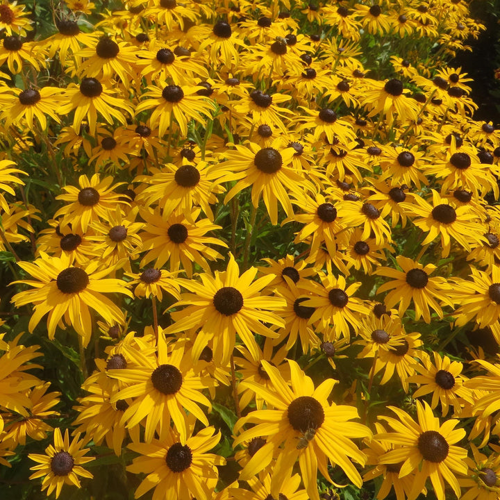 Rudbeckia fulgida var. sullivantii 'Gold Blitz'  - Gold Blitz Black-Eyed Susan