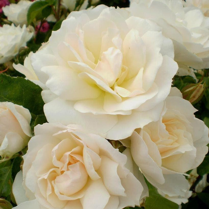 Rosa 'BAIcham'  - Easy Elegance® Champagne Wishes Rose
