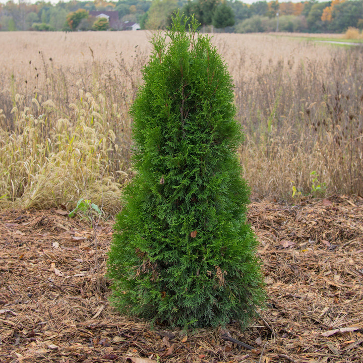 Thuja occidentalis 'Smaragd'  - Emerald Green Arborvitae
