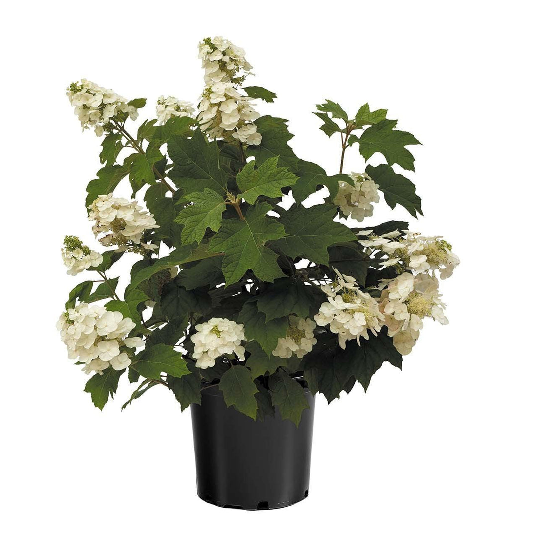 Hydrangea quercifolia '1925querrep'  - Autumn Reprise™ Hydrangea