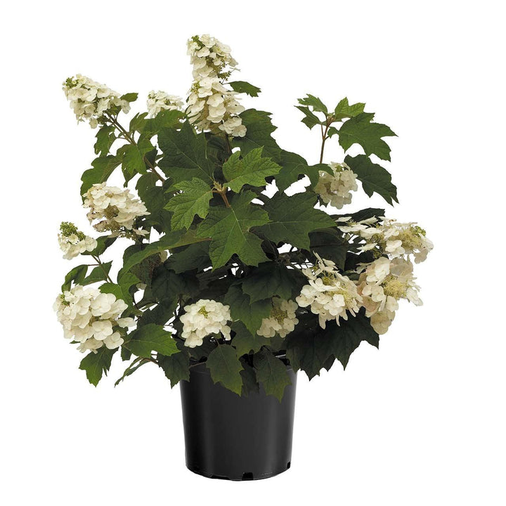 Hydrangea quercifolia '1925querrep'  - Autumn Reprise™ Hydrangea