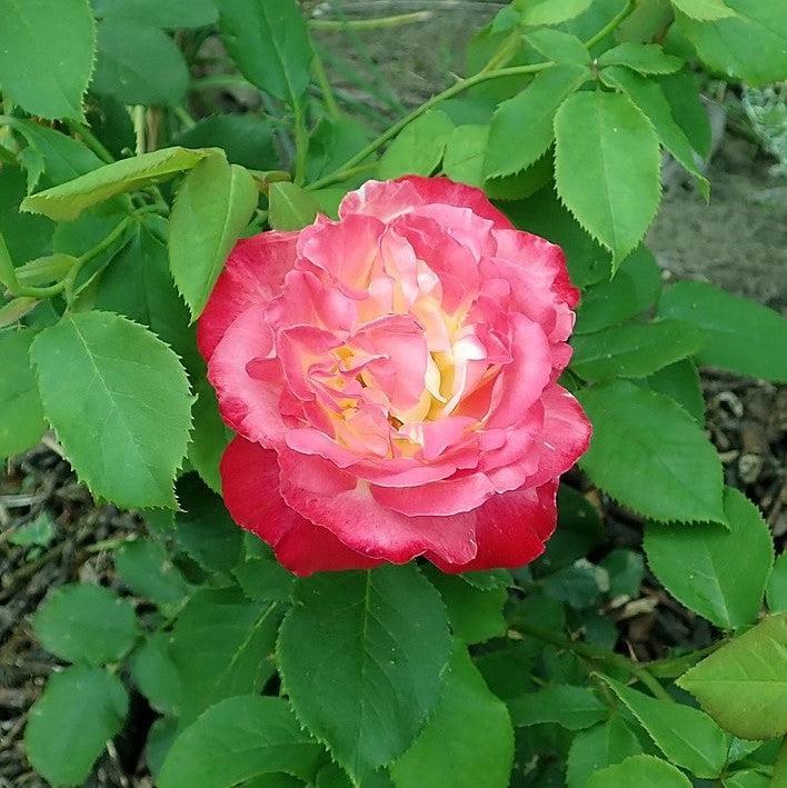 Rosa 'ANDeli'  - Double Delight™ Rose