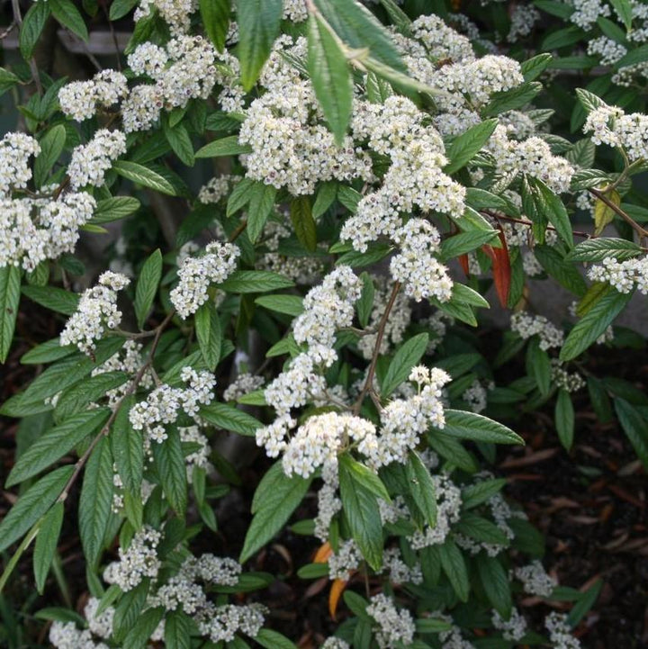 Cotoneaster sal. 'Repandens'  - Willowleaf Cotoneaster