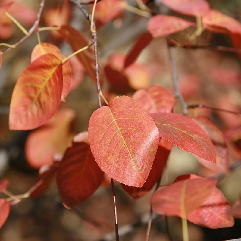 Amelanchier canadensis  - Shadblow Serviceberry