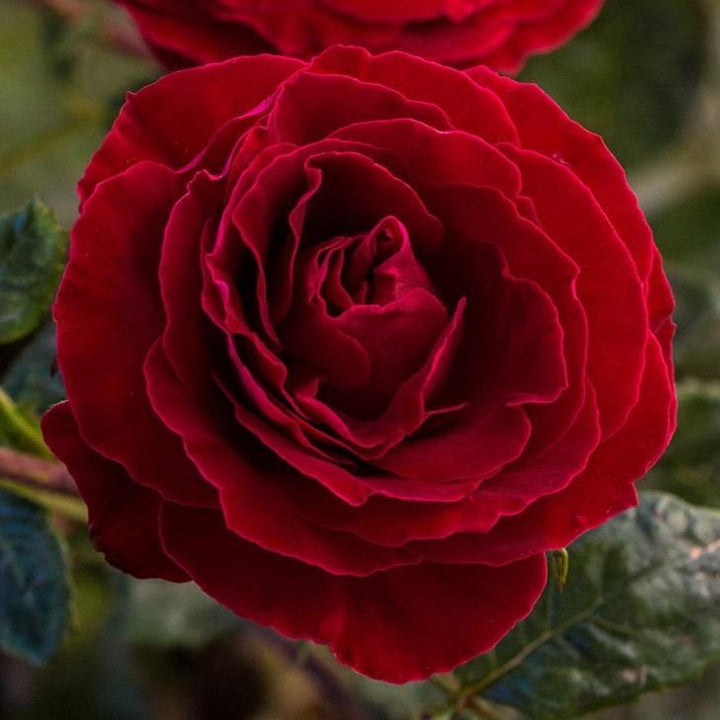Rosa 'Sproflored'  - Cherrytini™ Rose