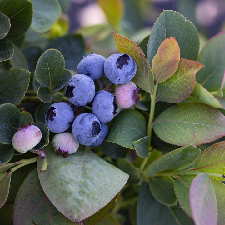 Vaccinium corymbosum 'ZF06-089'  - Bushel and Berry® Silver Dollar® Blueberry