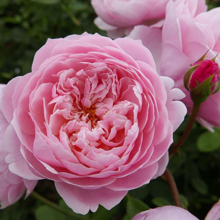 Rosa 'Ausgrab'  - The Alnwick® Rose