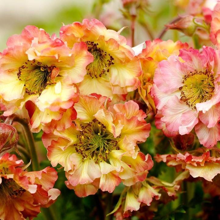 Geum 'Tngeupp'  - Pretticoats™ Peach Avens