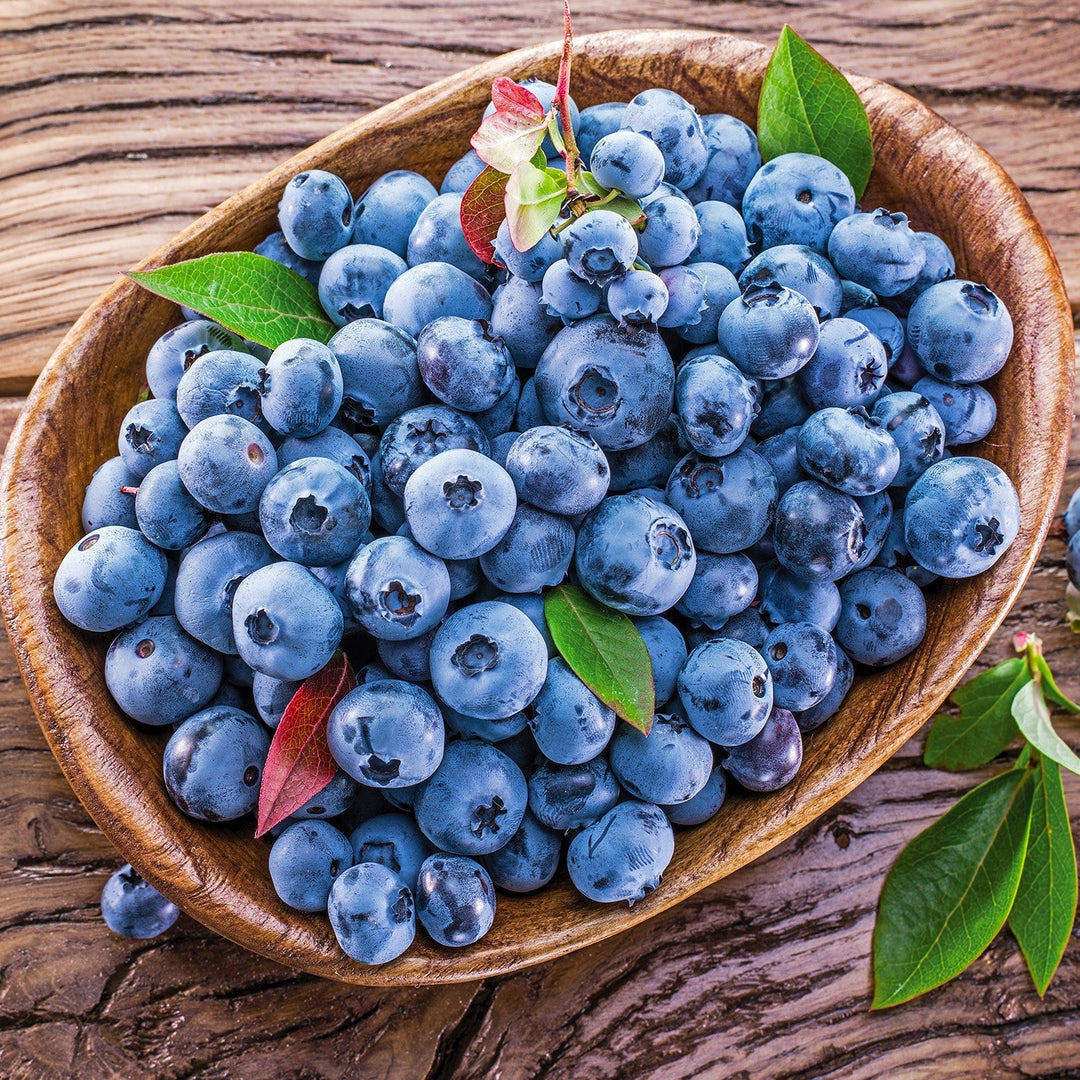 Vaccinium corymbosum 'Blueray'  - Blueray Blueberry