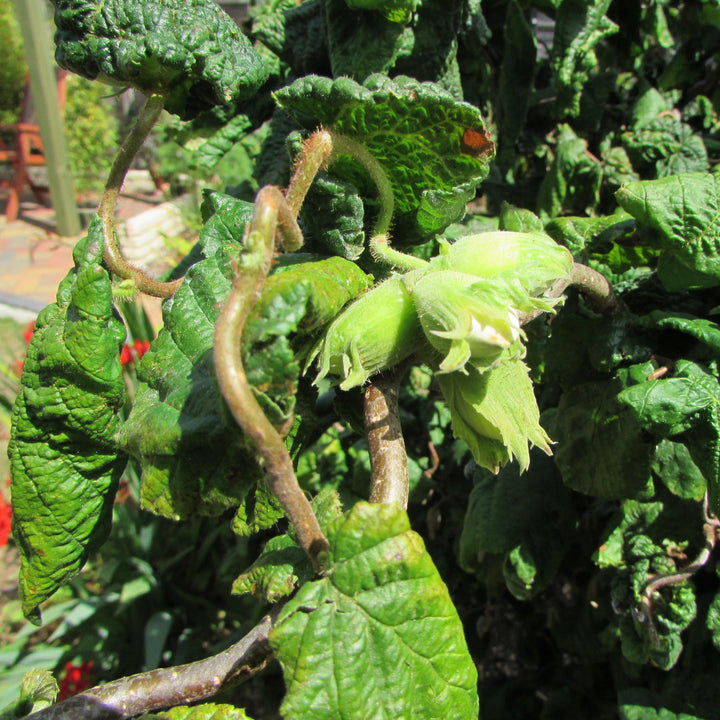 Corylus avellana 'Contorta'  - Contorted Filbert, Harry Lauder’s Walking Stick