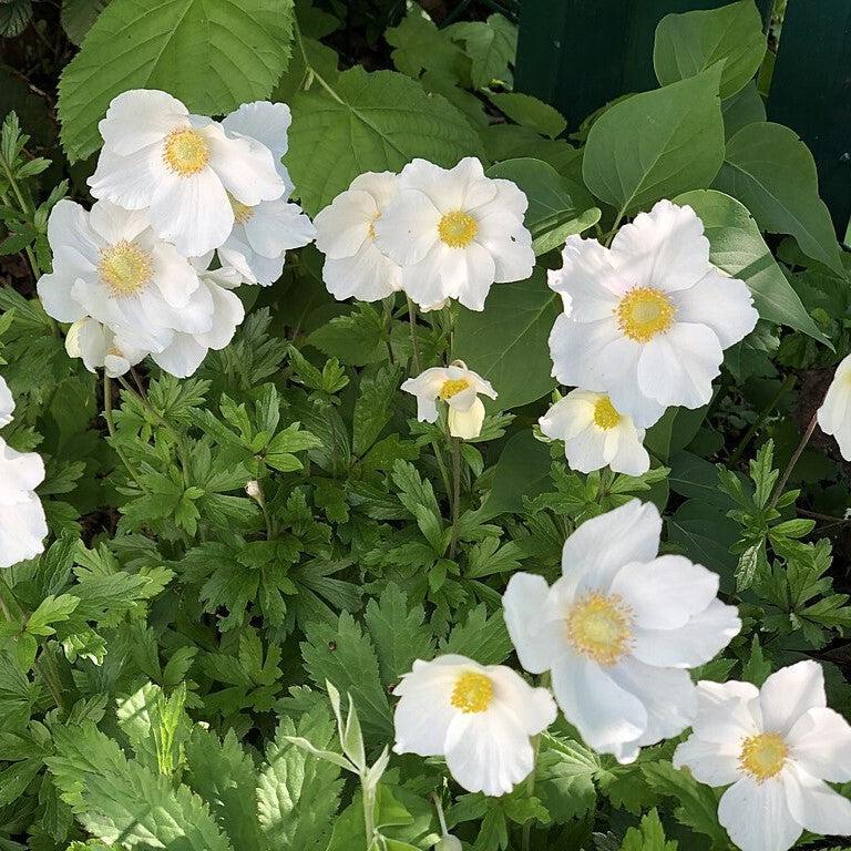 Anemone canadensis  - Canadian Anemone