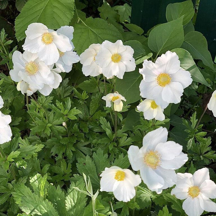 Anemone canadensis  - Canadian Anemone