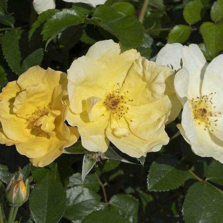 Rosa 'SRPylwko' PP 35,465  - Easy Bee-zy™ Knock Out® Rose