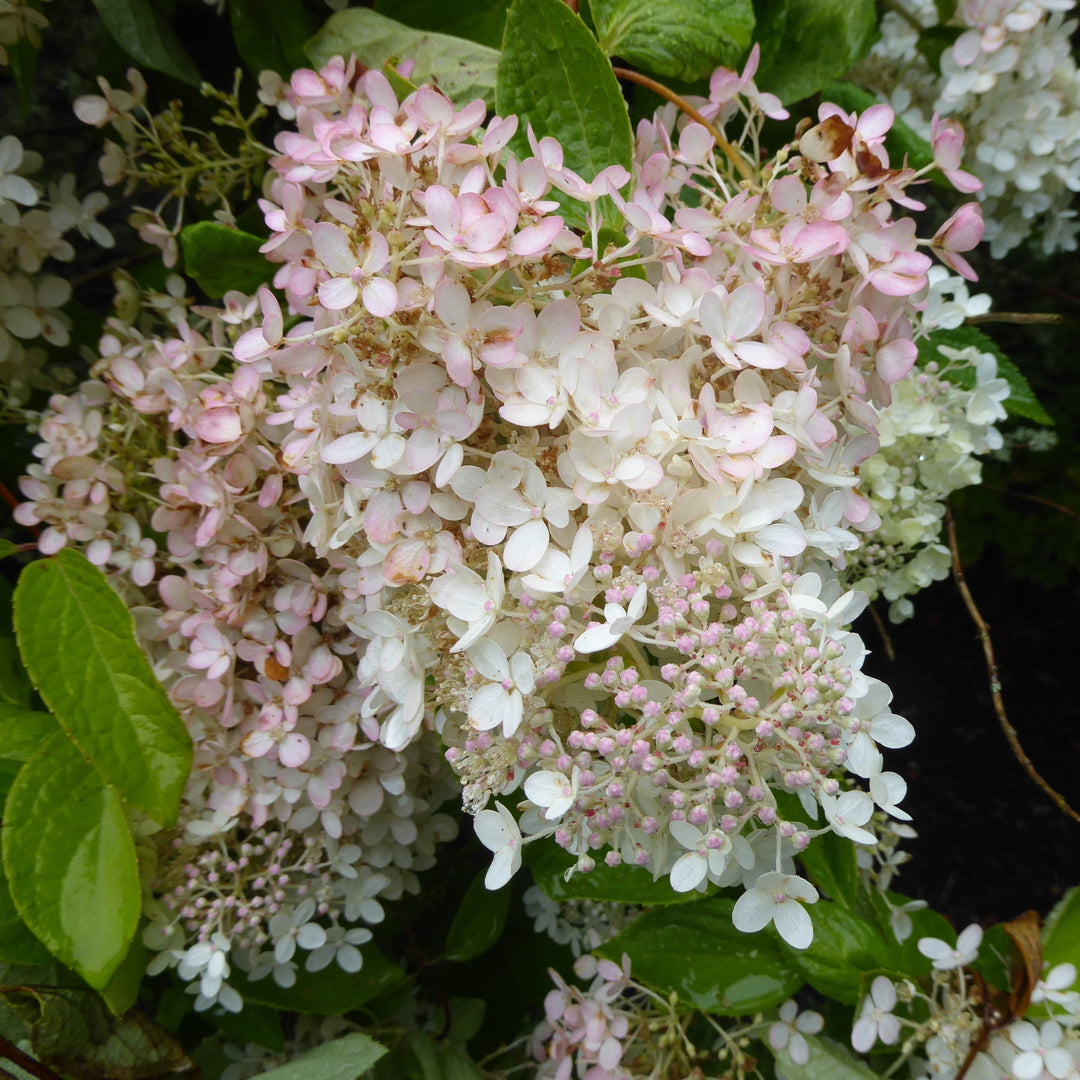 Hydrangea paniculata 'HPOPR018'  - Bloomin' Easy® Torch™ Hydrangea