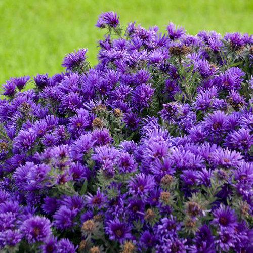 Aster novae-angliae 'Grape Crush'  - Grape Crush New England Aster