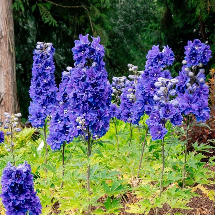 Delphinium x 'Holtlabea812'  - Laser Beam™ Delphinium
