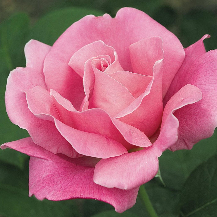 Rosa 'Perfume Delight'  - Perfume Delight™ Rose
