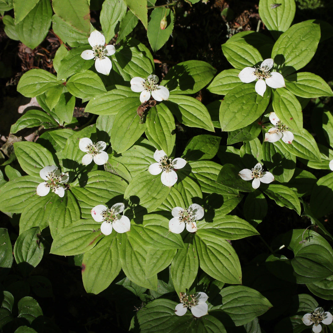 Cornus canadensis  - Creeping Dogwood