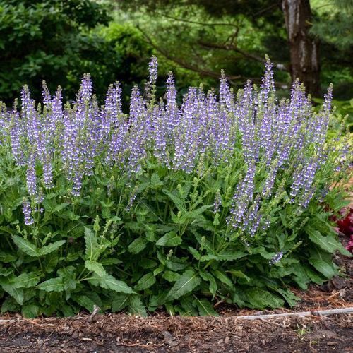 Salvia 'Azure Snow'  - Color Spires® Azure Snow Salvia