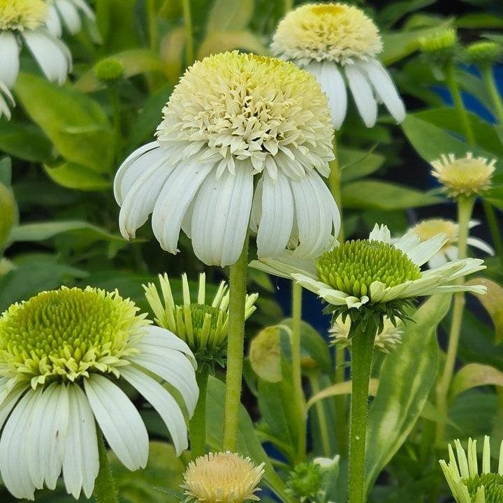 Echinacea purpurea 'Holtvadri831'  - Vanilla Drip™ Echinacea