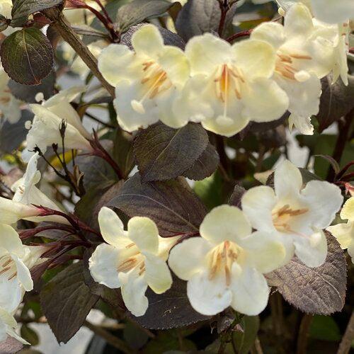 Weigela florida 'SMNWFGC'  - Wine & Spirits® Weigela