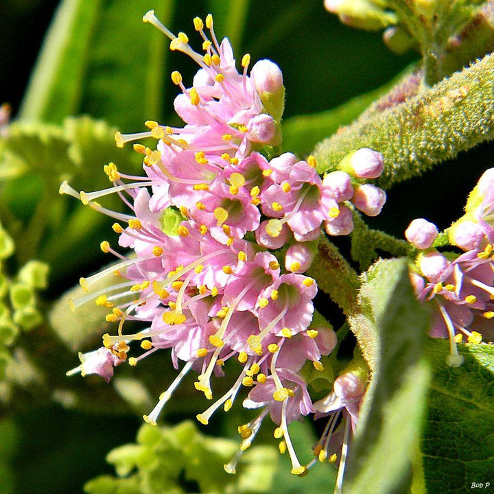 Callicarpa americana  - American Beautyberry