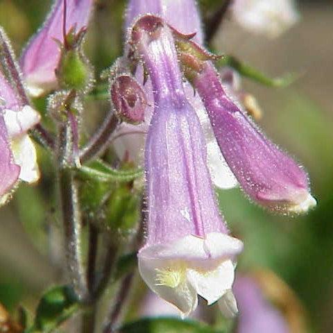 Penstemon hirsutus  - Hairy Beardtongue