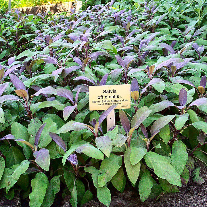 Salvia officinalis ‘Purpurascens’  - Purple Sage