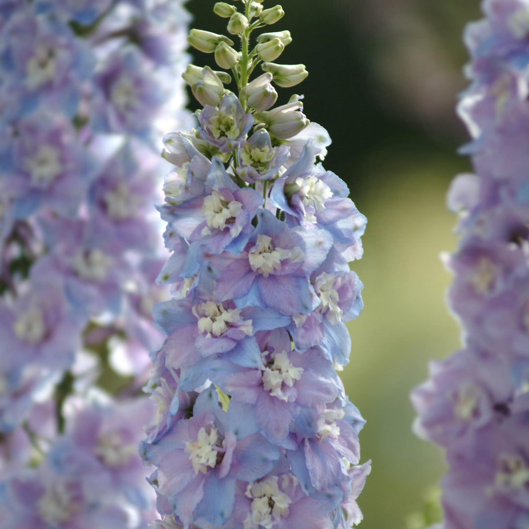 Delphinium elatum 'Guardian Lavender'  - Guardian Lavender Delphinium