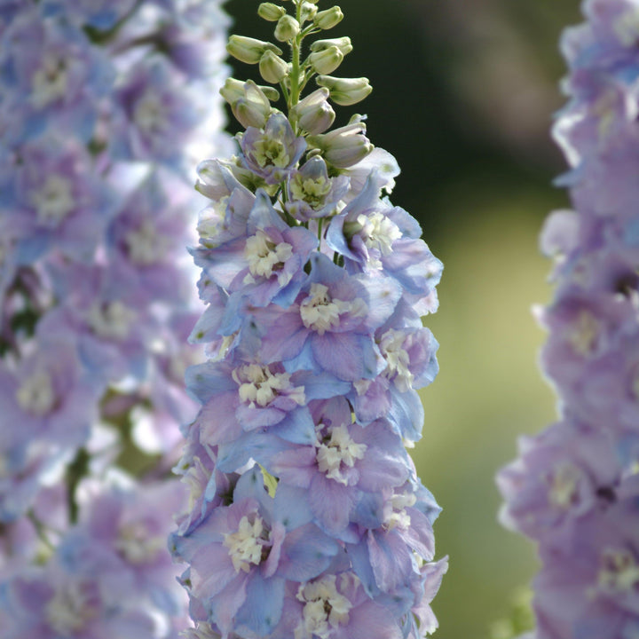 Delphinium elatum 'Guardian Lavender'  - Guardian Lavender Delphinium