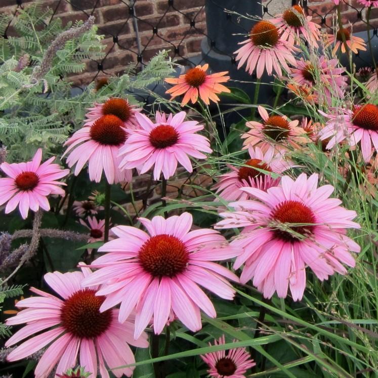 Echinacea purpurea 'Magnus'  - Magnus Echinacea, Coneflower