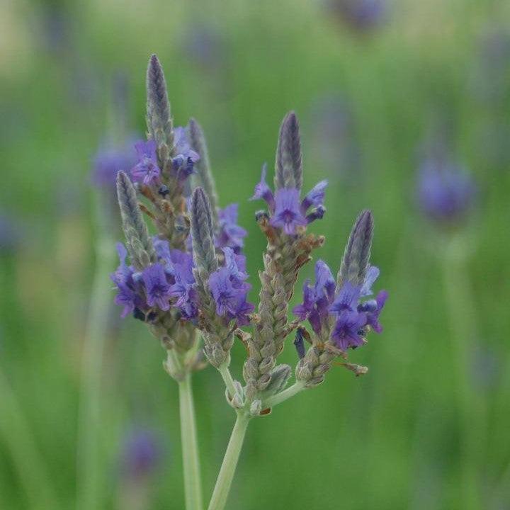 Lavandula pinnata  - Fernleaf Lavender