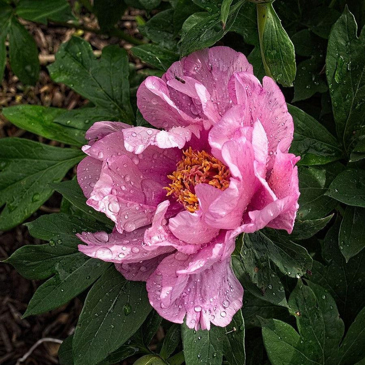 Paeonia 'First Arrival'  - First Arrival Itoh Peony