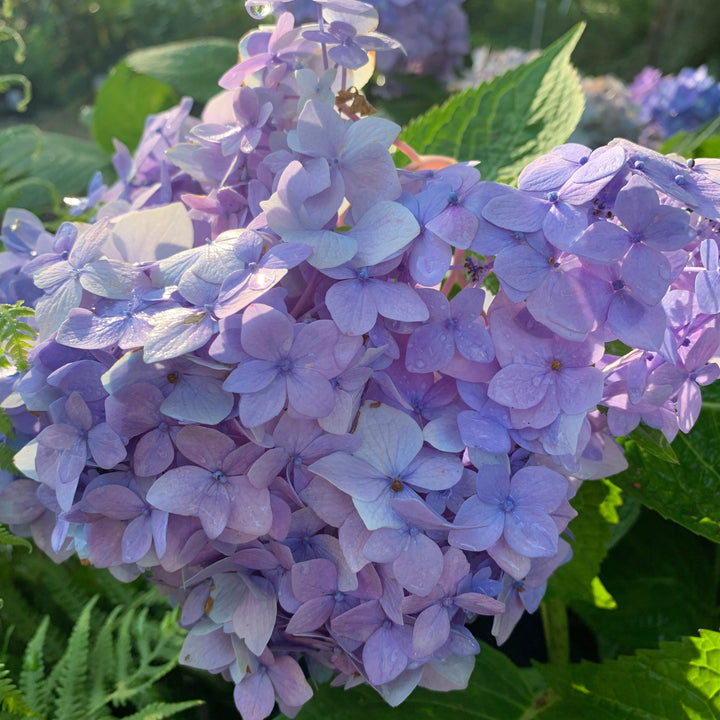 Hydrangea macrophylla 'Bailmer’  - Endless Summer® The Original Hydrangea