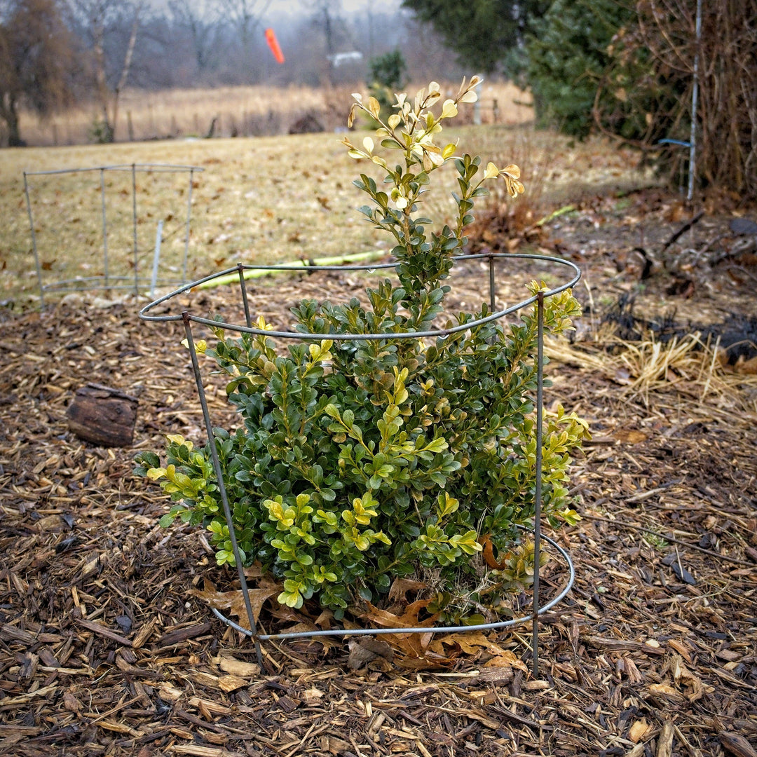 Buxus microphylla var. japonica 'Green Beauty'  - Green Beauty Boxwood
