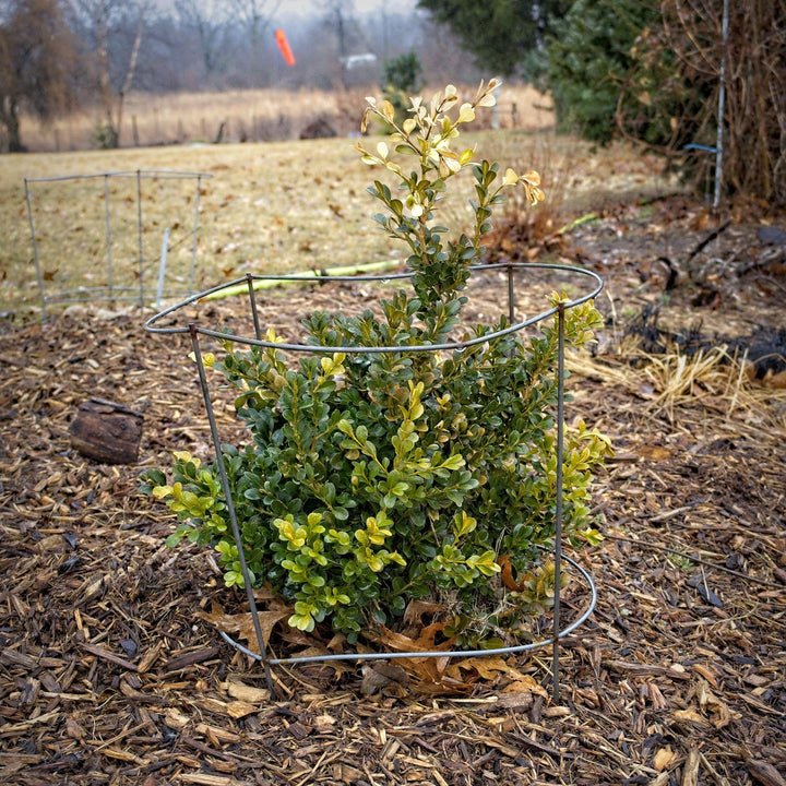 Buxus microphylla var. japonica 'Green Beauty'  - Green Beauty Boxwood