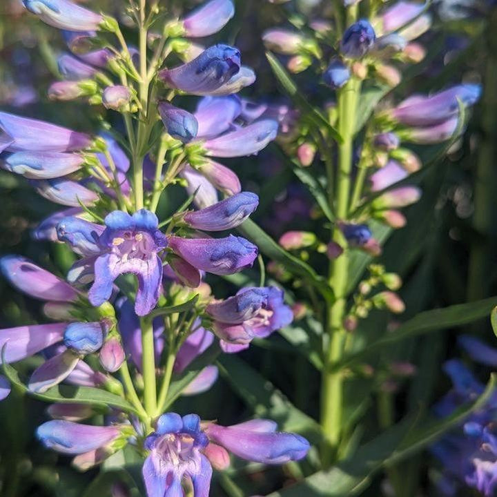 Penstemon 'Pristine Blue'  - Pristine Blue Beardtongue