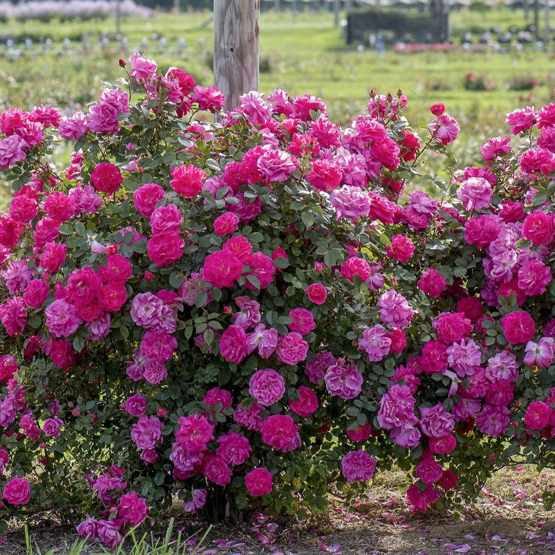 Rosa 'Radwire' PP 29,533  - Highwire Flyer™ Rose