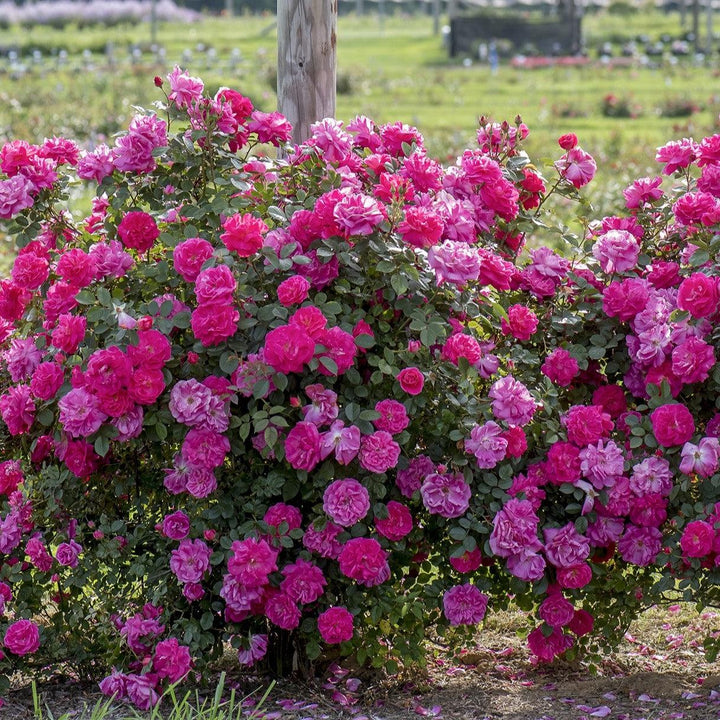 Rosa 'Radwire' PP 29,533  - Highwire Flyer™ Rose