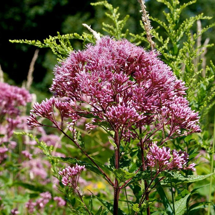 Eutrochium dubium 'Baby Joe'  - Baby Joe Coastal Plain Joe Pye Weed