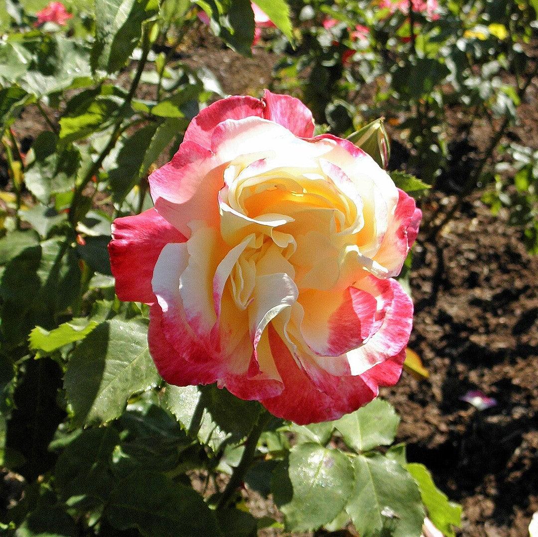 Rosa 'ANDeli'  - Double Delight™ Rose