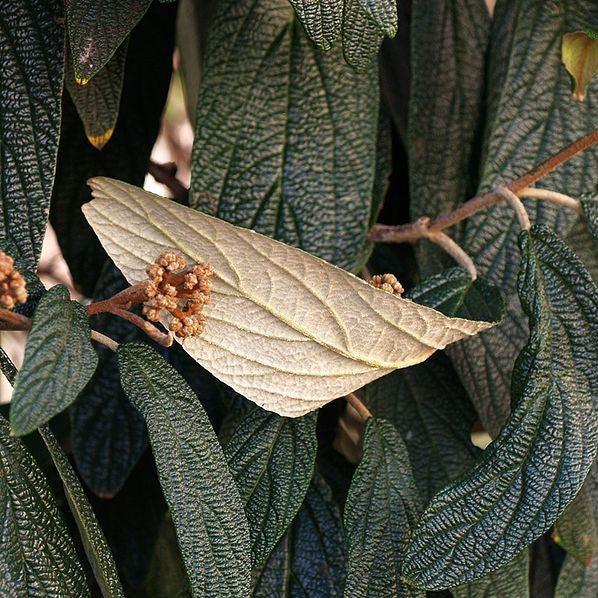 Viburnum rhytidophyllum  - Leatherleaf Viburnum