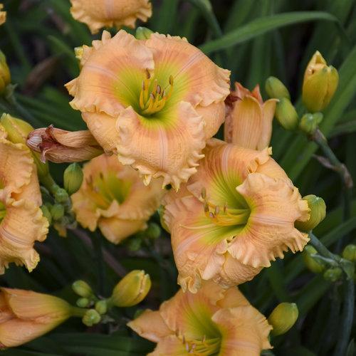 Hemerocallis 'Orange Smoothie'  - Rainbow Rhythm® Orange Smoothie Daylily